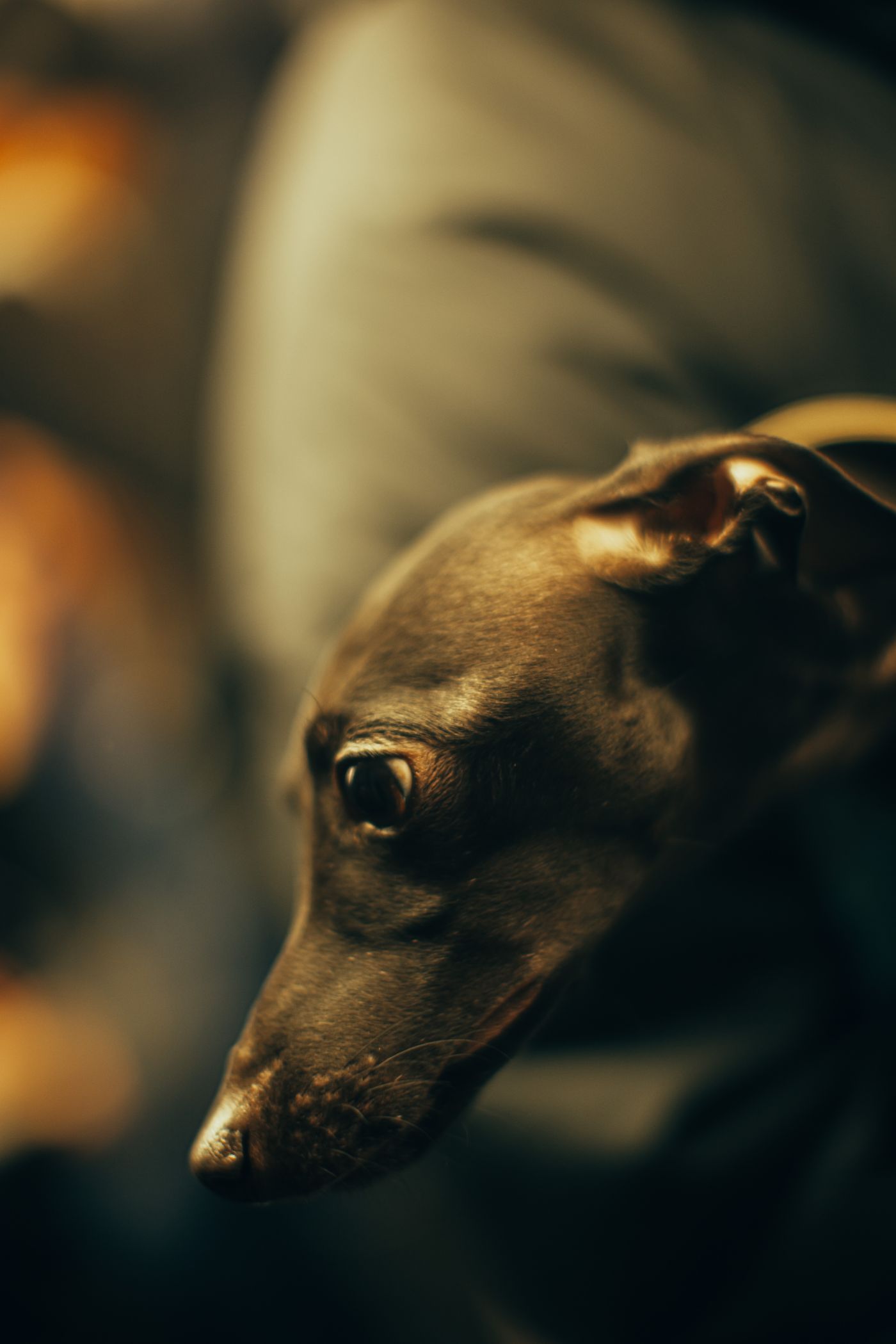 Criers, Punks and a Small Dog — photo 5