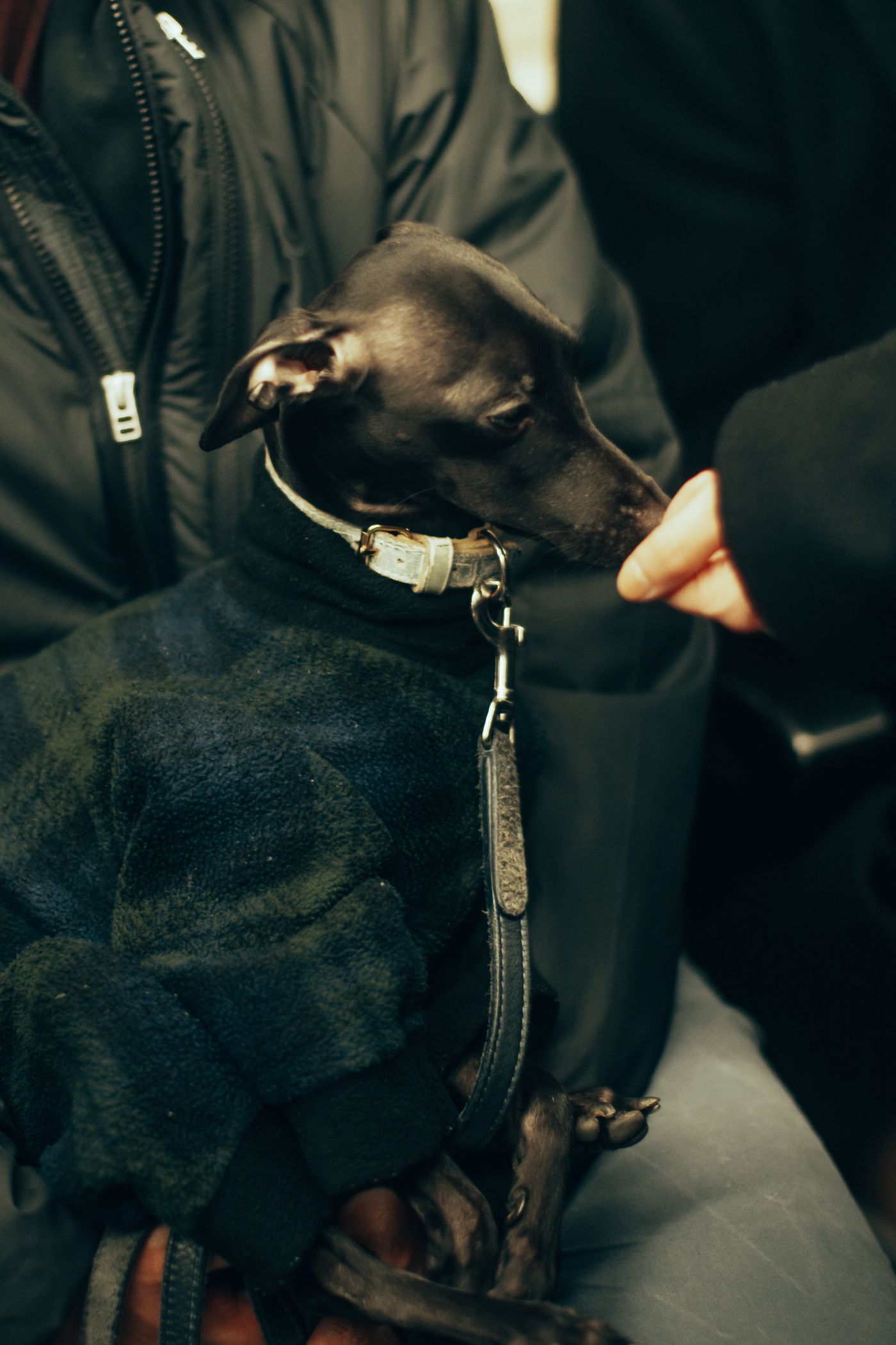 Criers, Punks and a Small Dog — photo 6