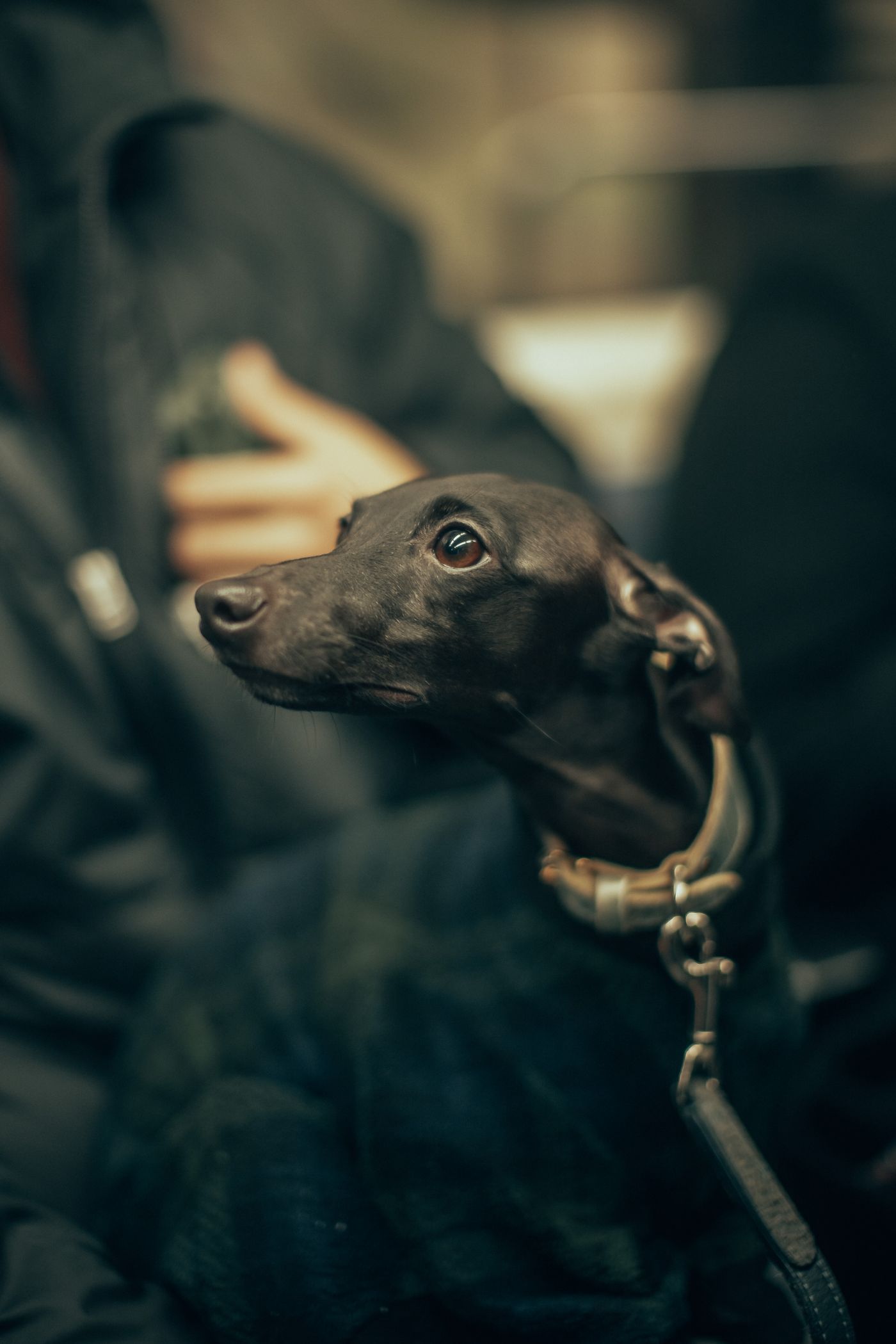 Criers, Punks and a Small Dog — photo 7