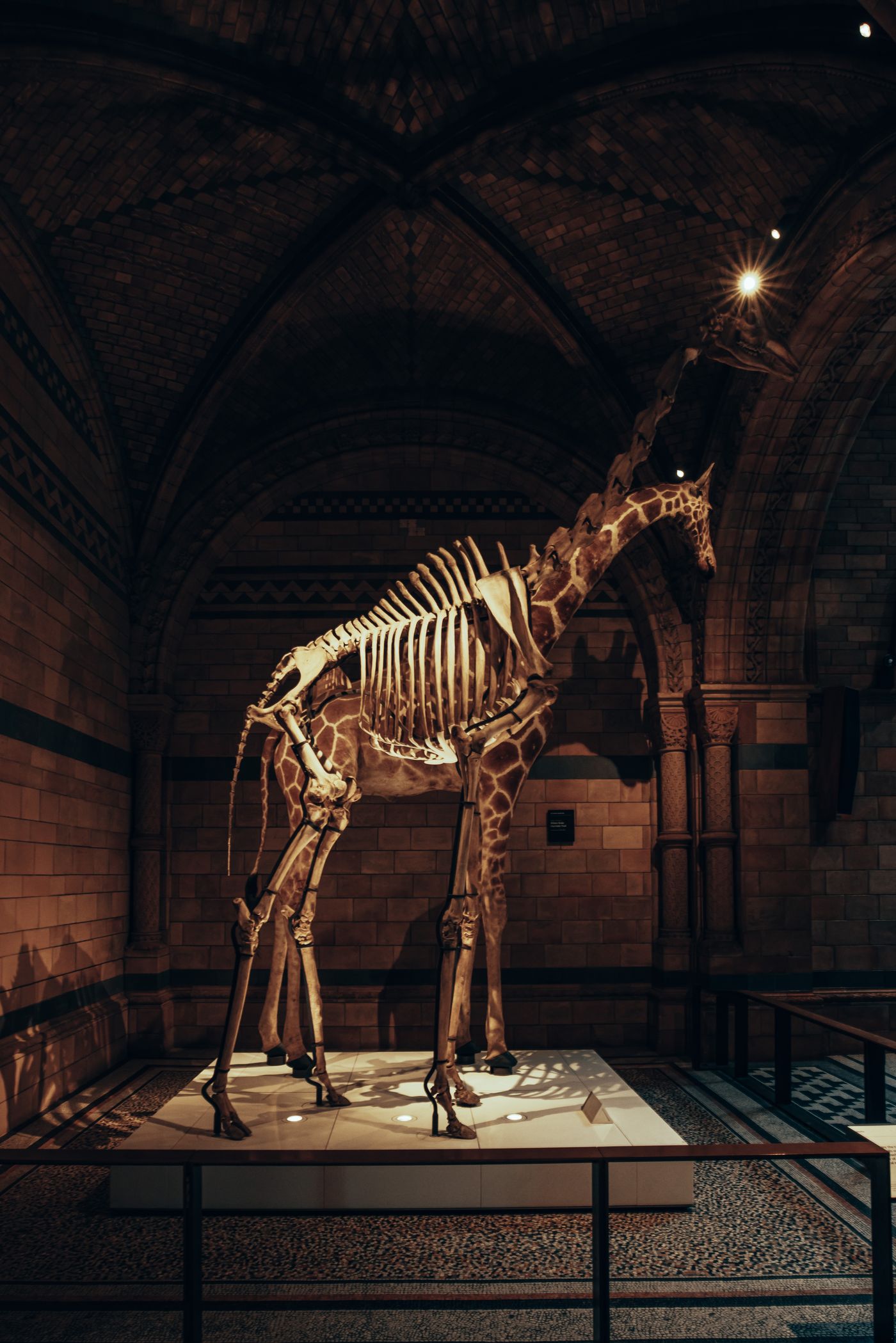 Bones, Arches and a Blue Whale — photo 2