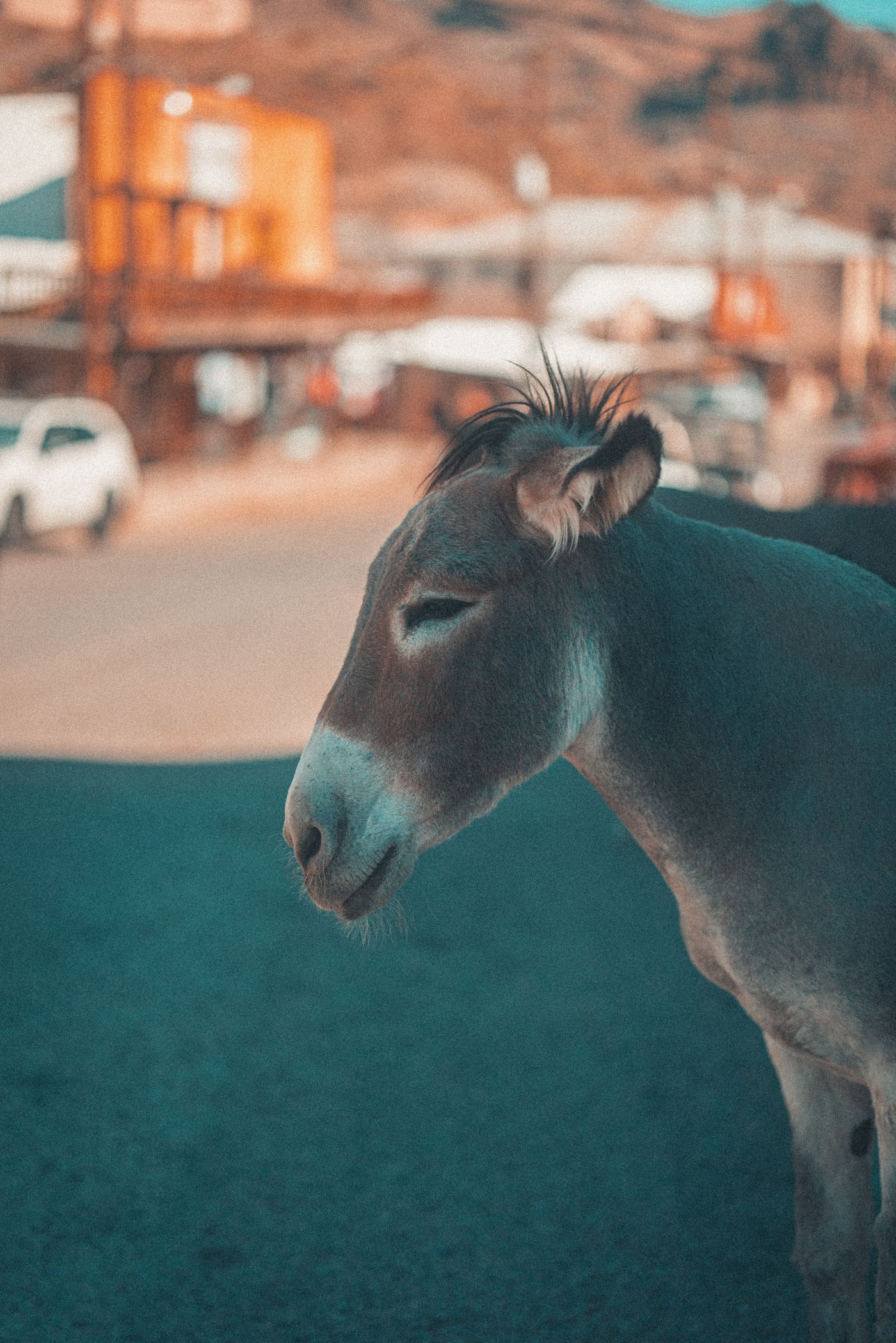 Burros on Main Street — photo 2