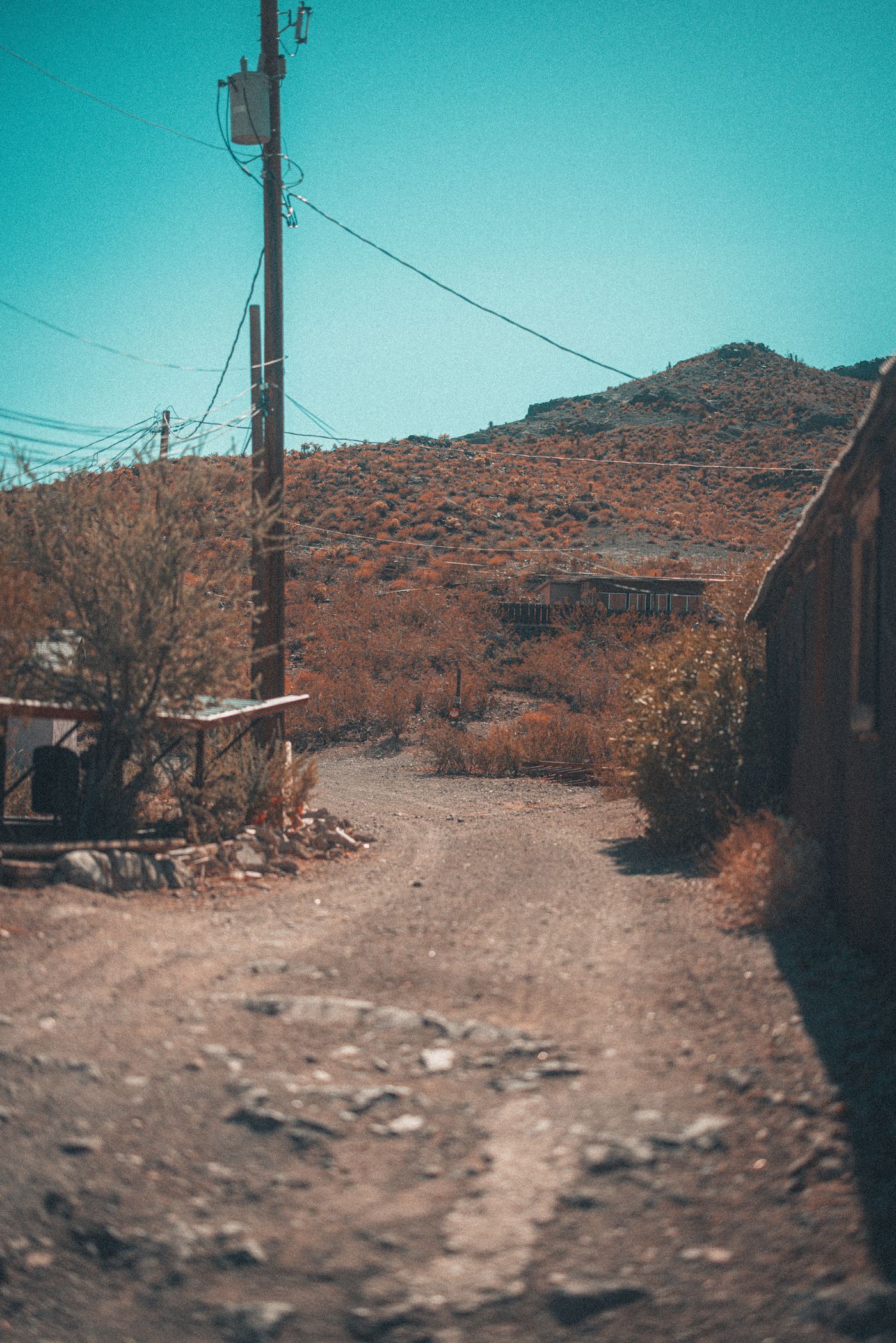 Burros on Main Street — photo 4