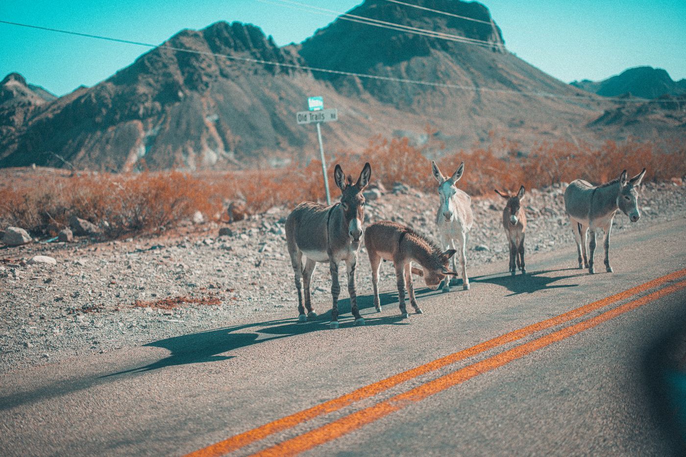 Burros on Main Street — photo 1