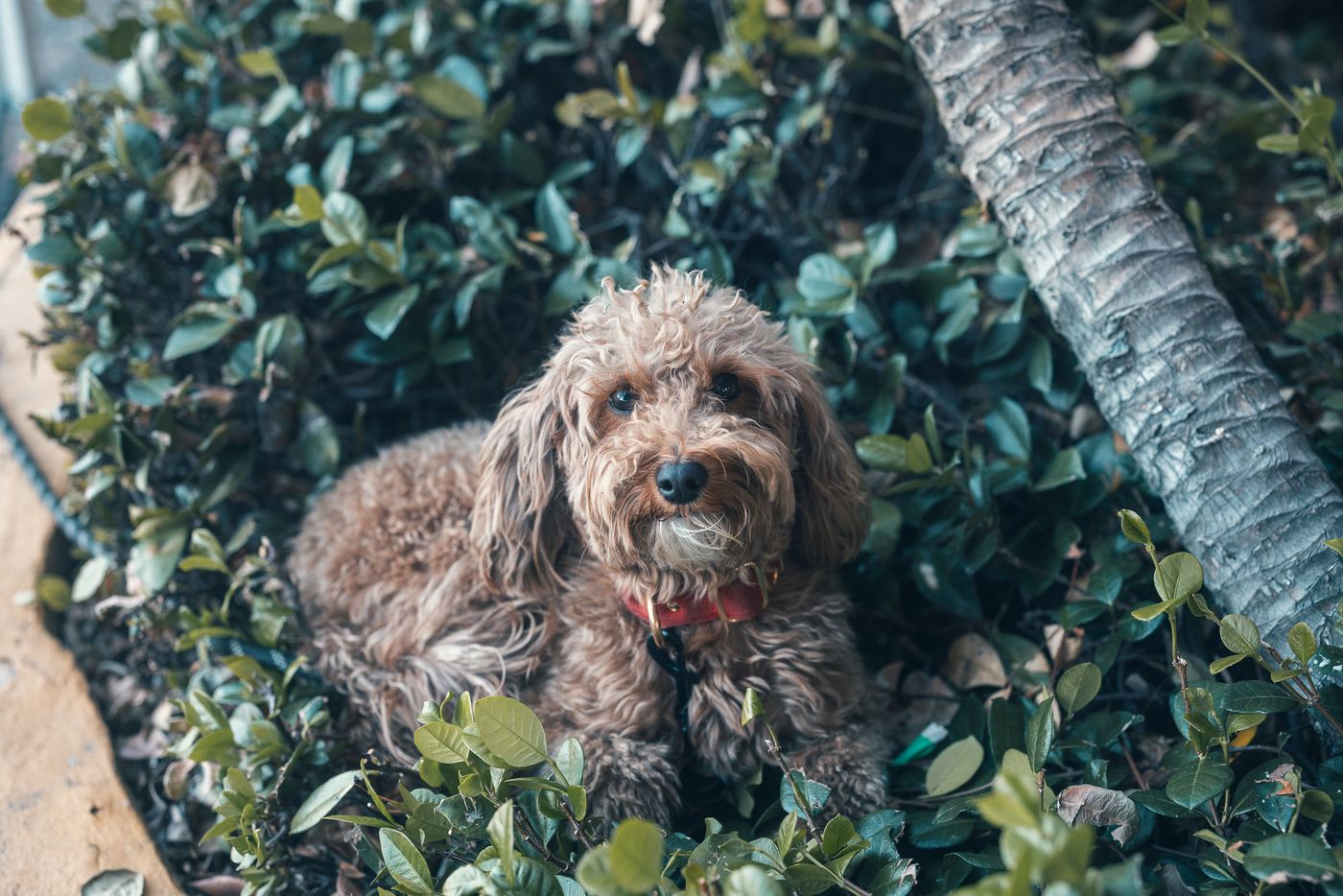 会場の看板犬。