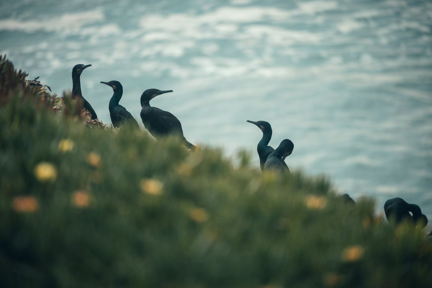 Cormorants on the cliff.