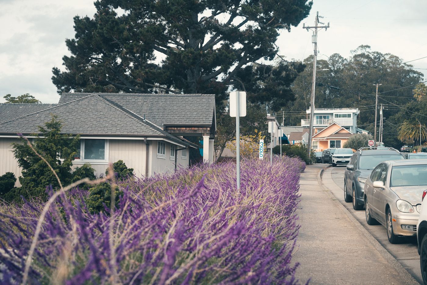 Lavender on the corner.
