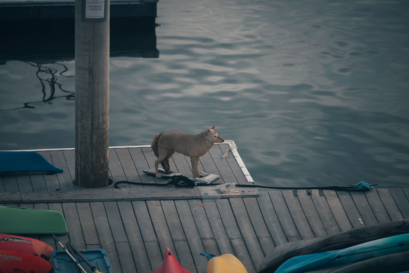 A visitor on the dock.