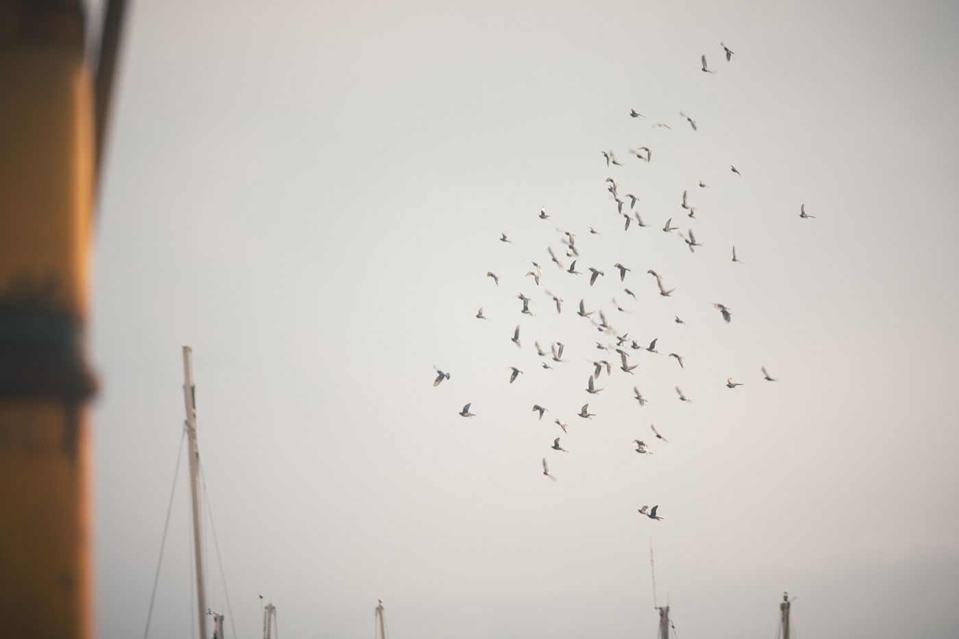 Birds against the sky.