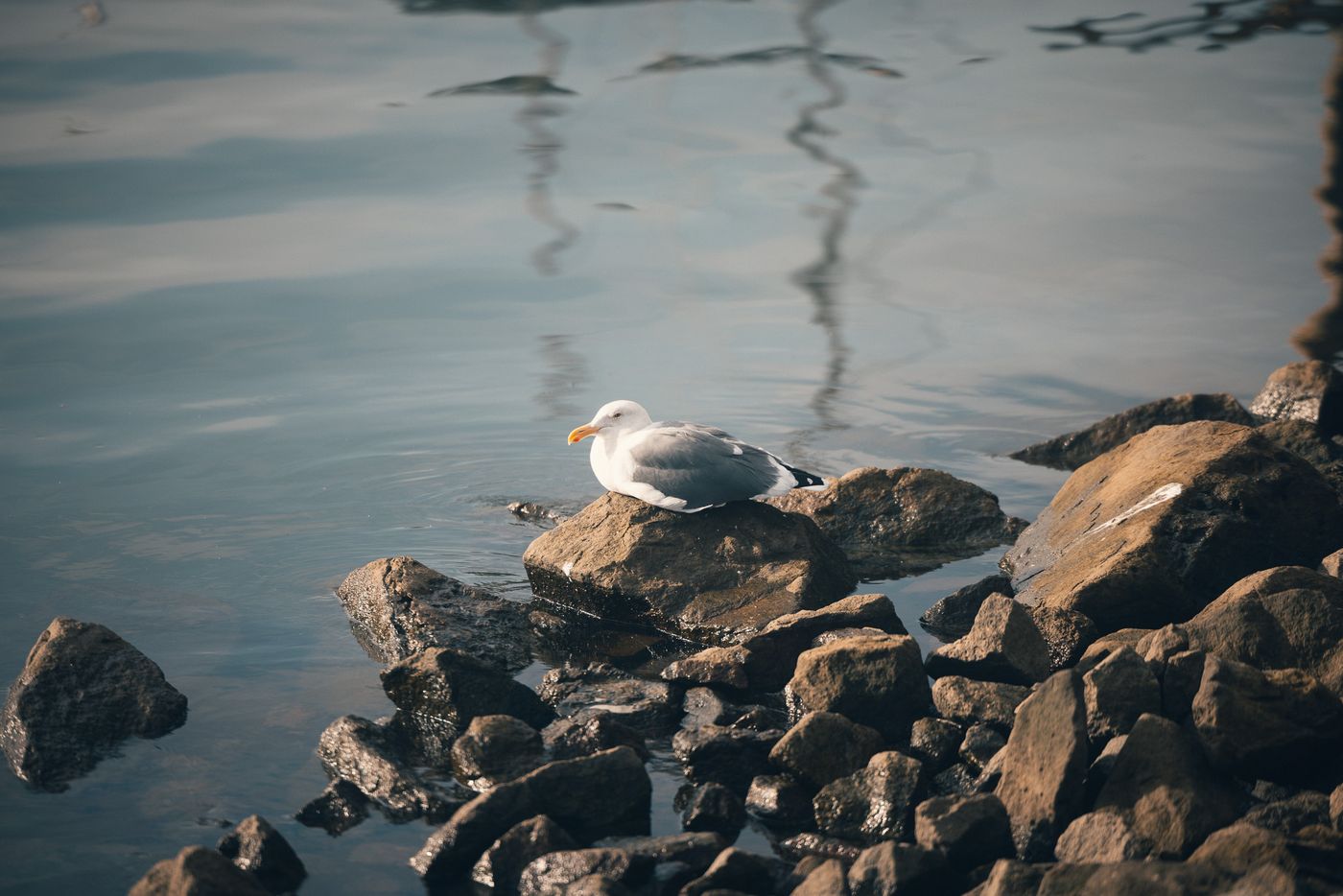 A gull on the breakwater.