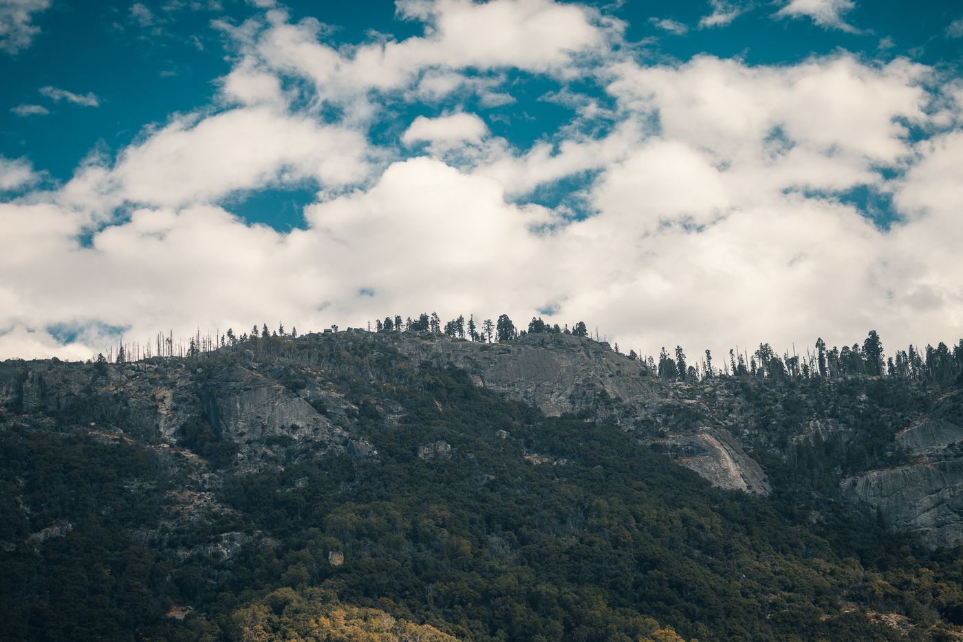 The forest begins.