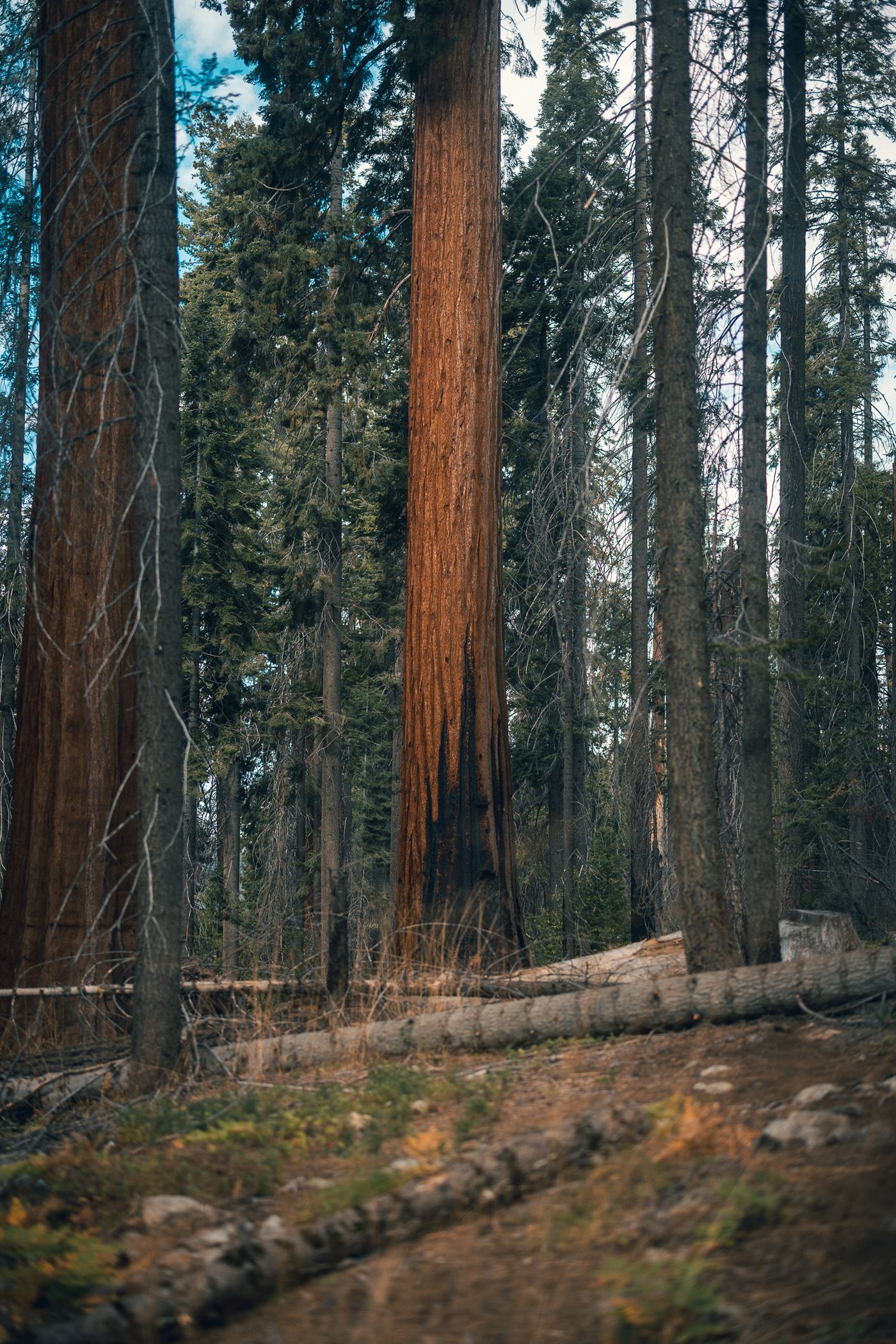 First giant.