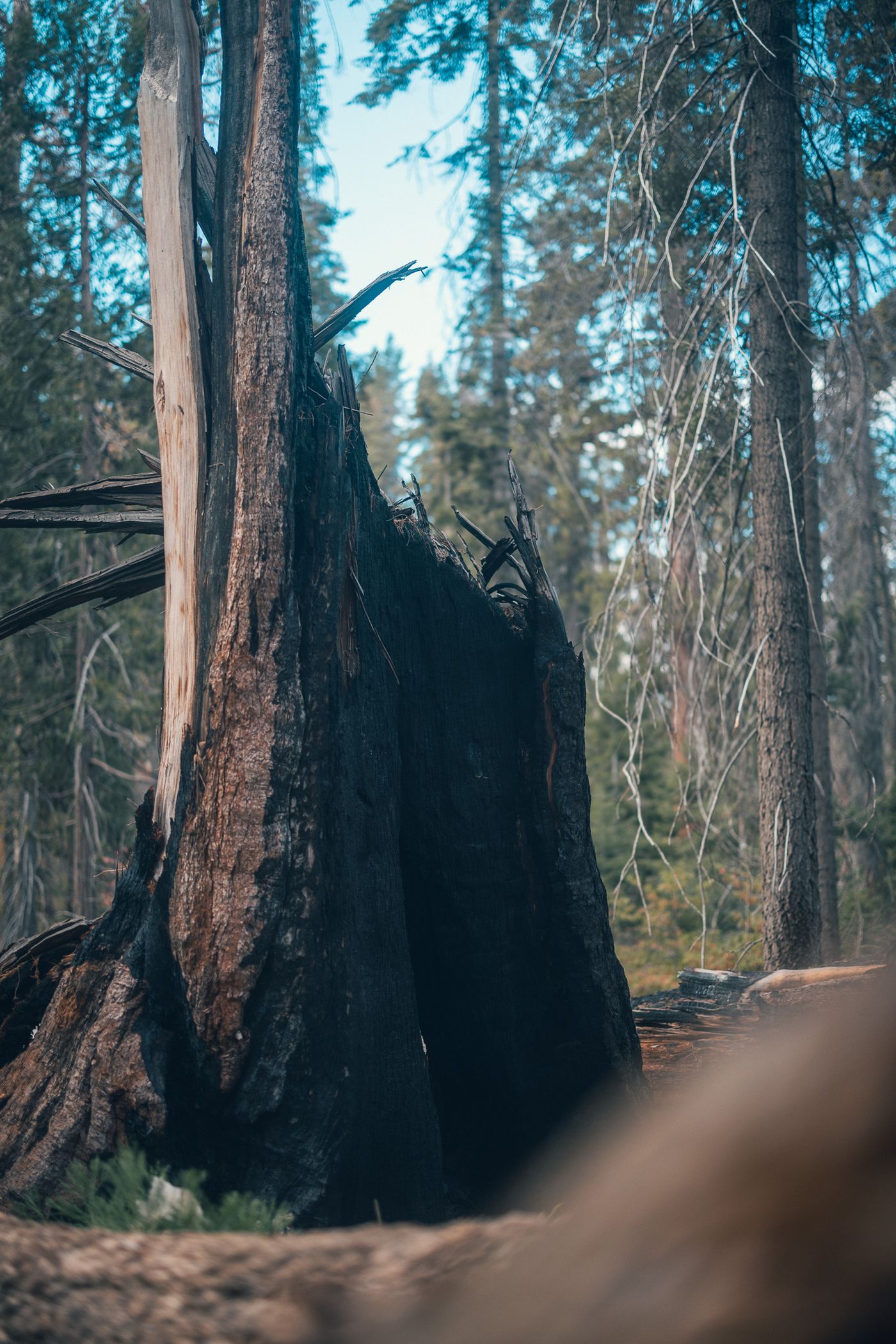 Among the Giants — photo 6