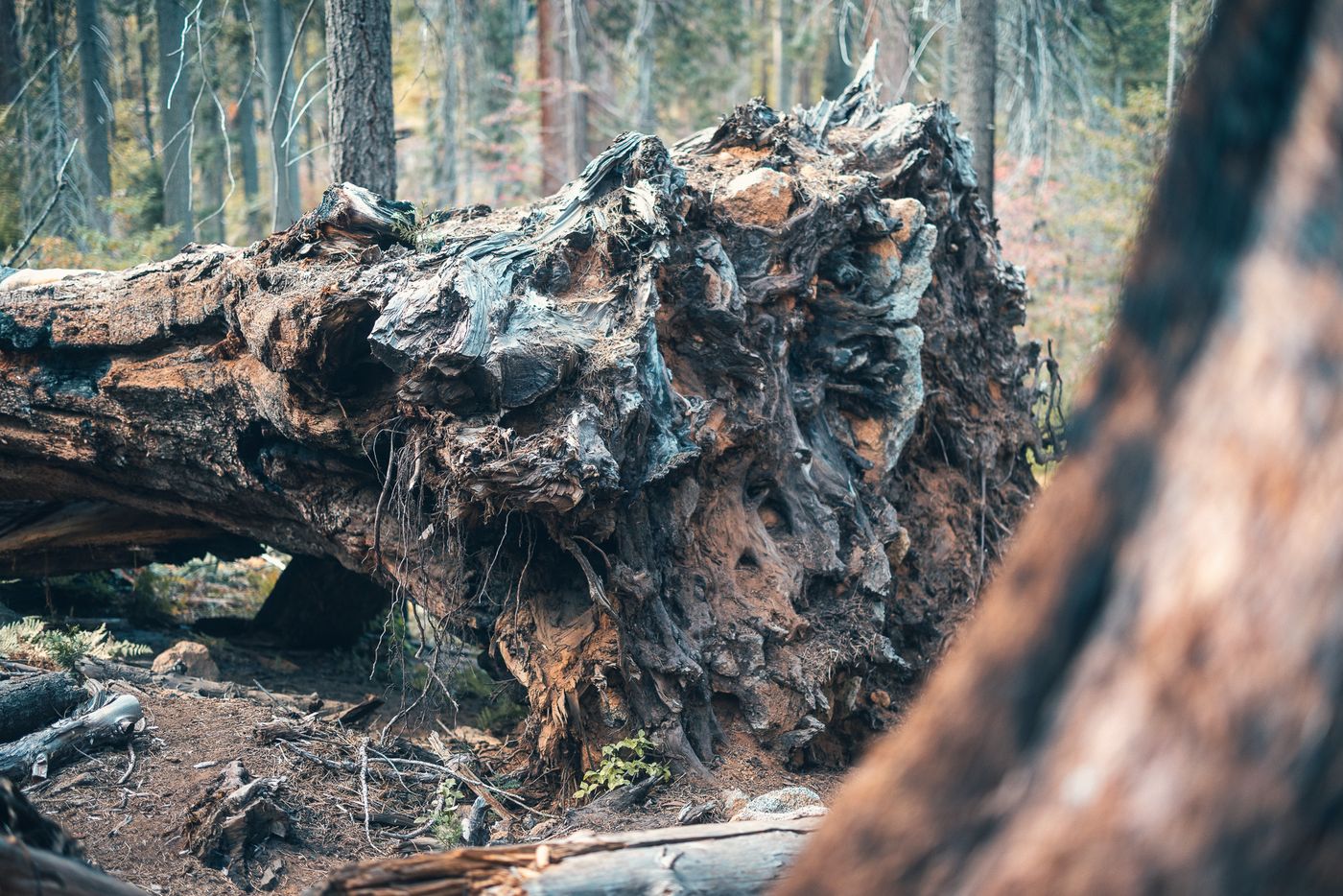 Roots in the air.