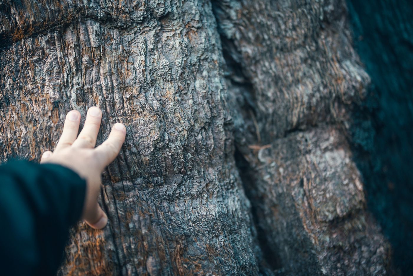 Among the Giants — photo 3