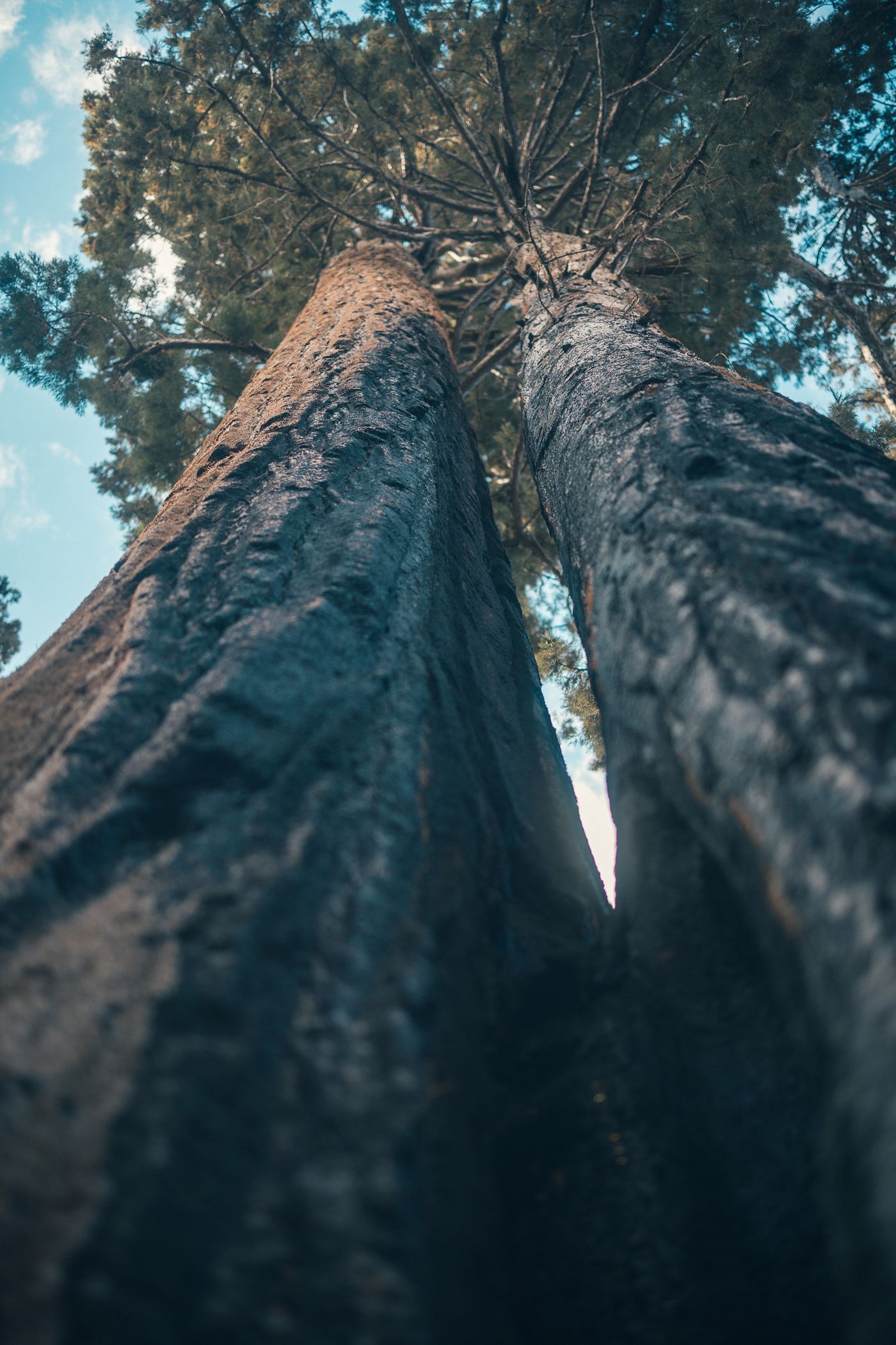 Among the Giants — photo 5