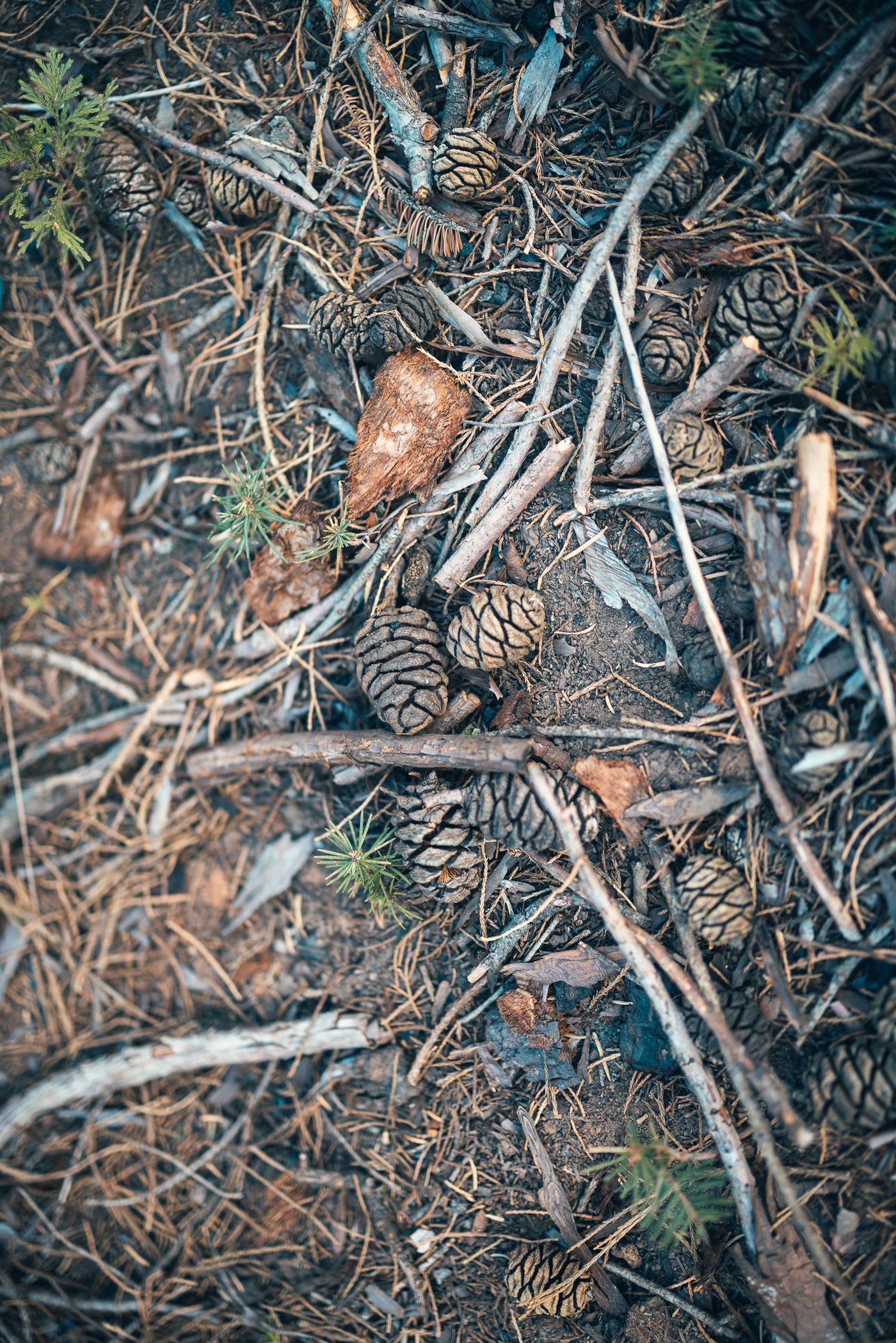 Among the Giants — photo 32