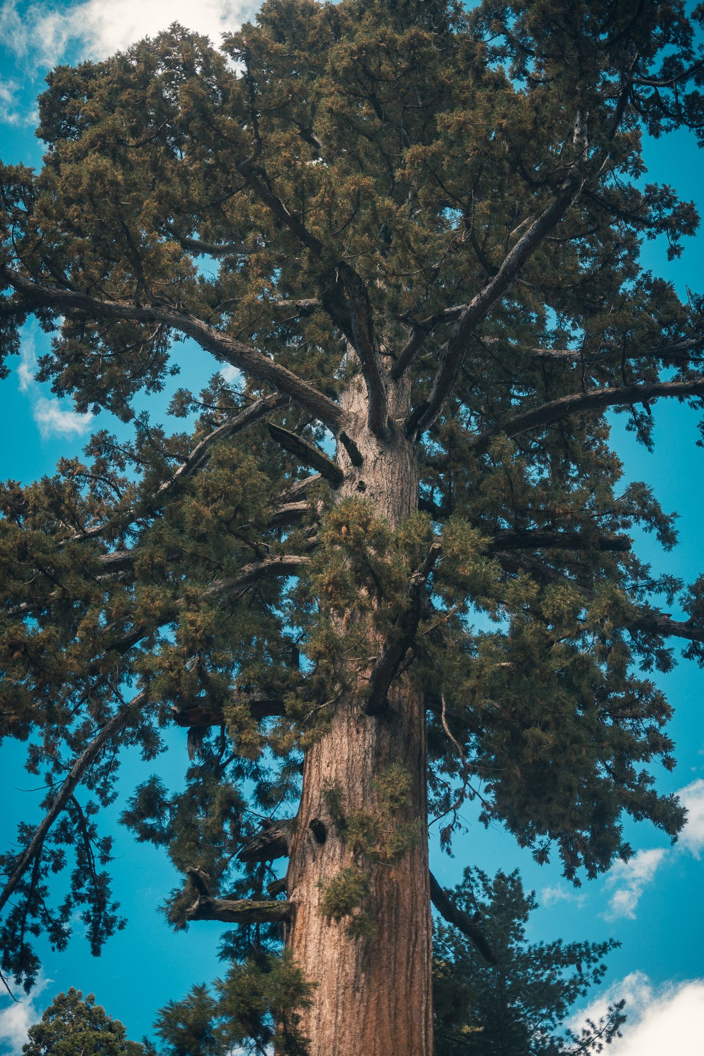 Among the Giants — photo 12