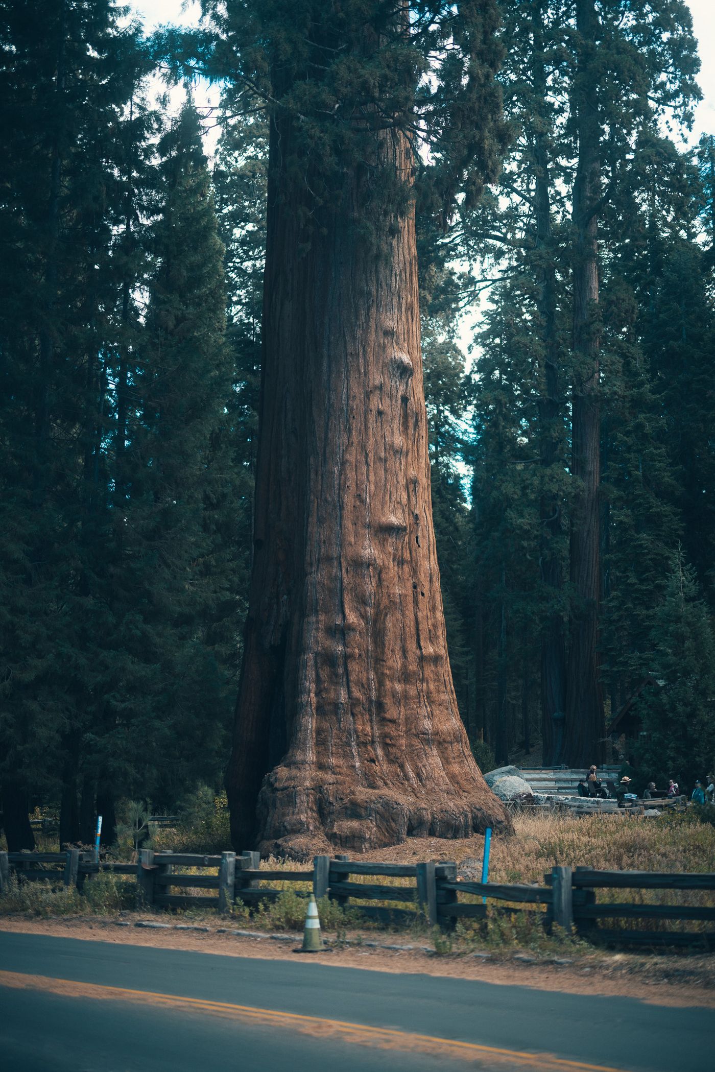 Rust-red trunk.