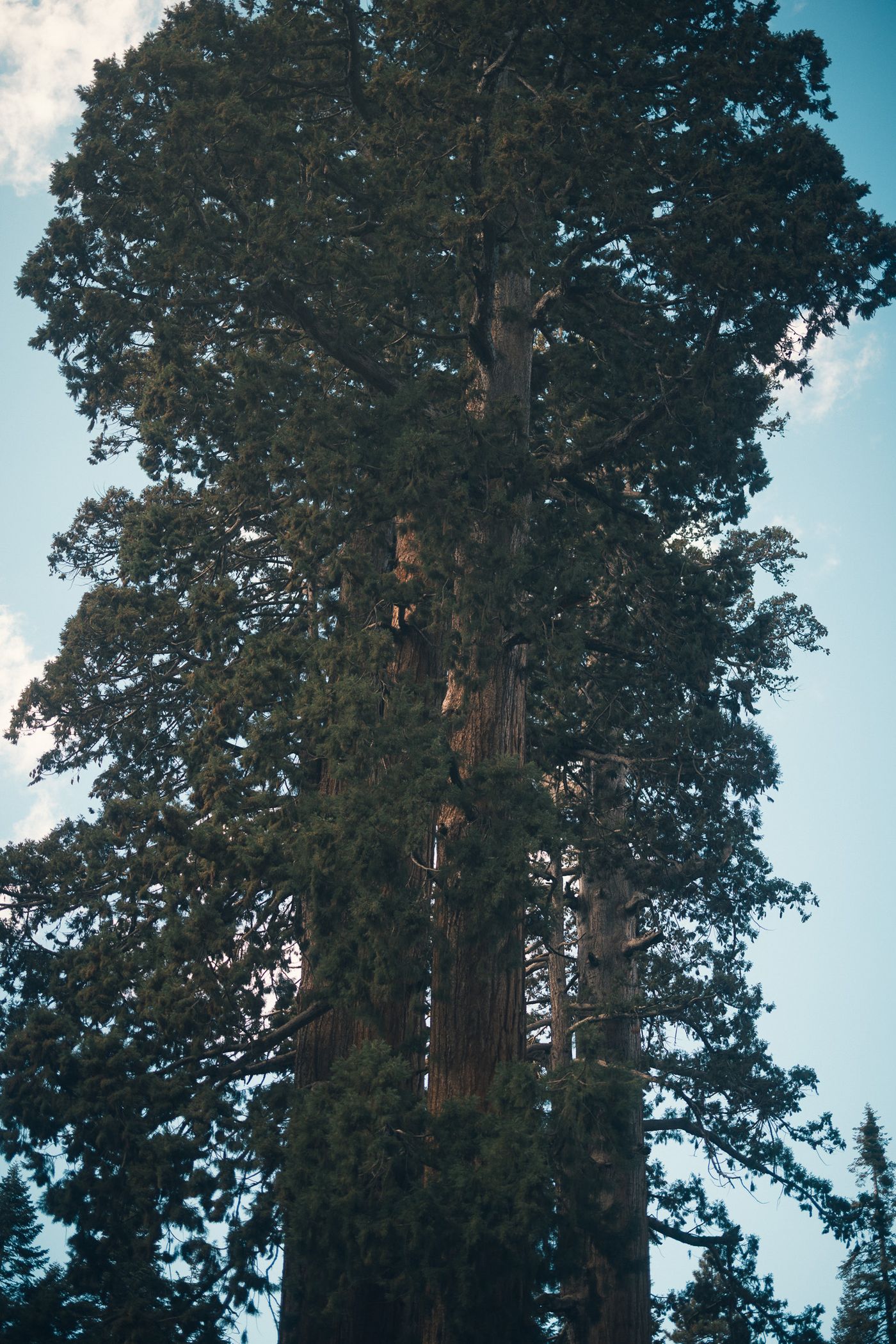 Among the Giants — photo 13