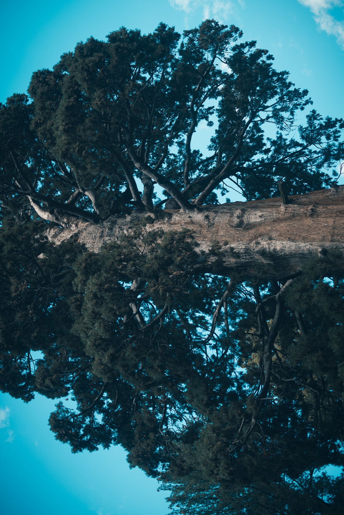 Among the Giants — photo 14