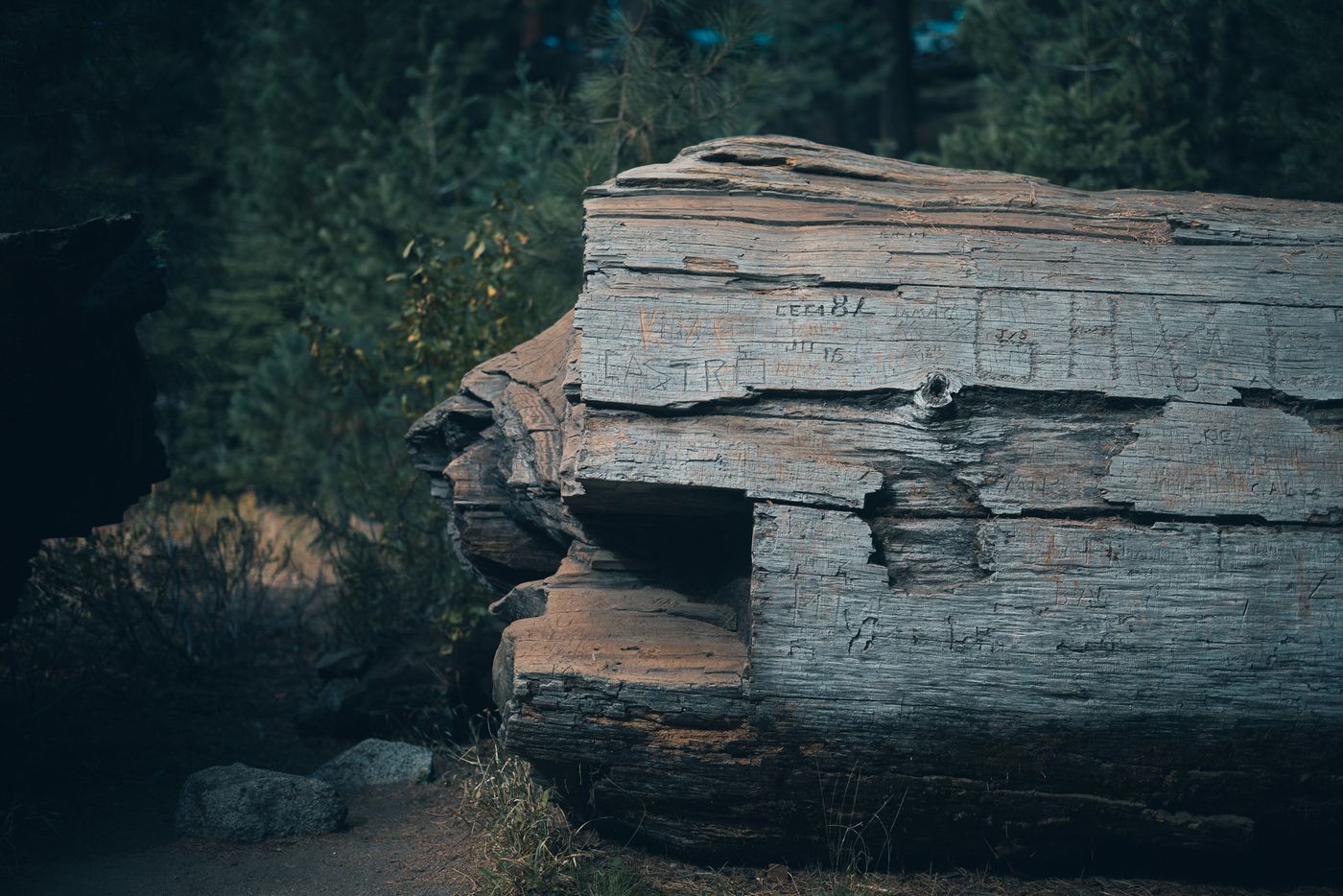 The cut end of a fallen giant.