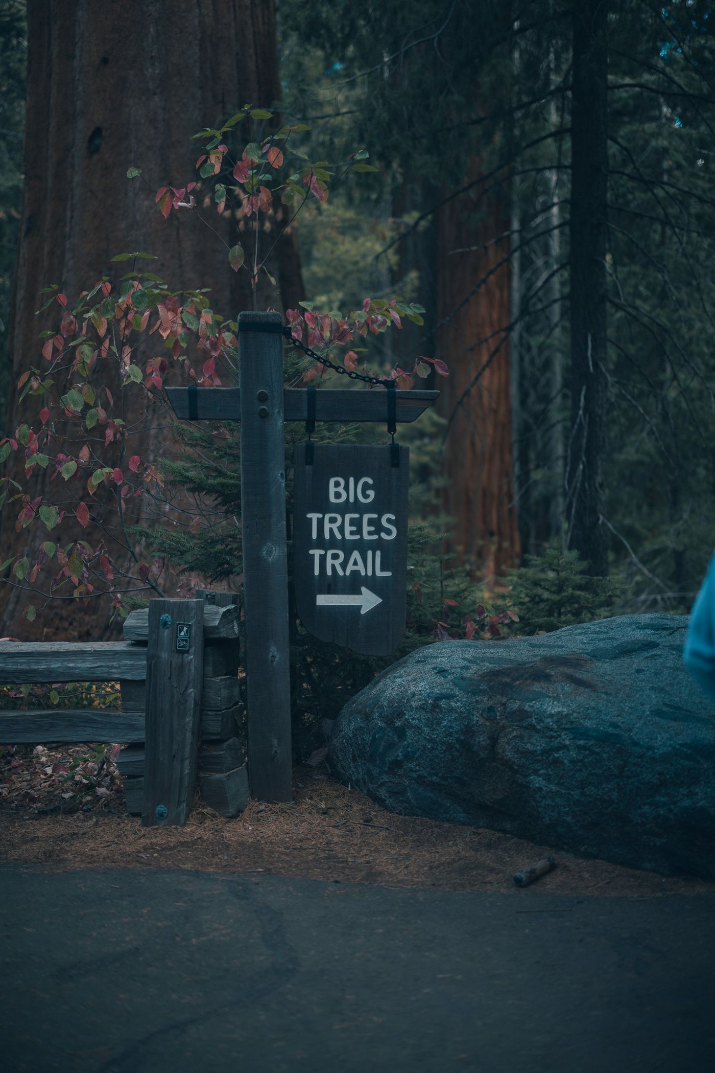 Big Trees Trail.