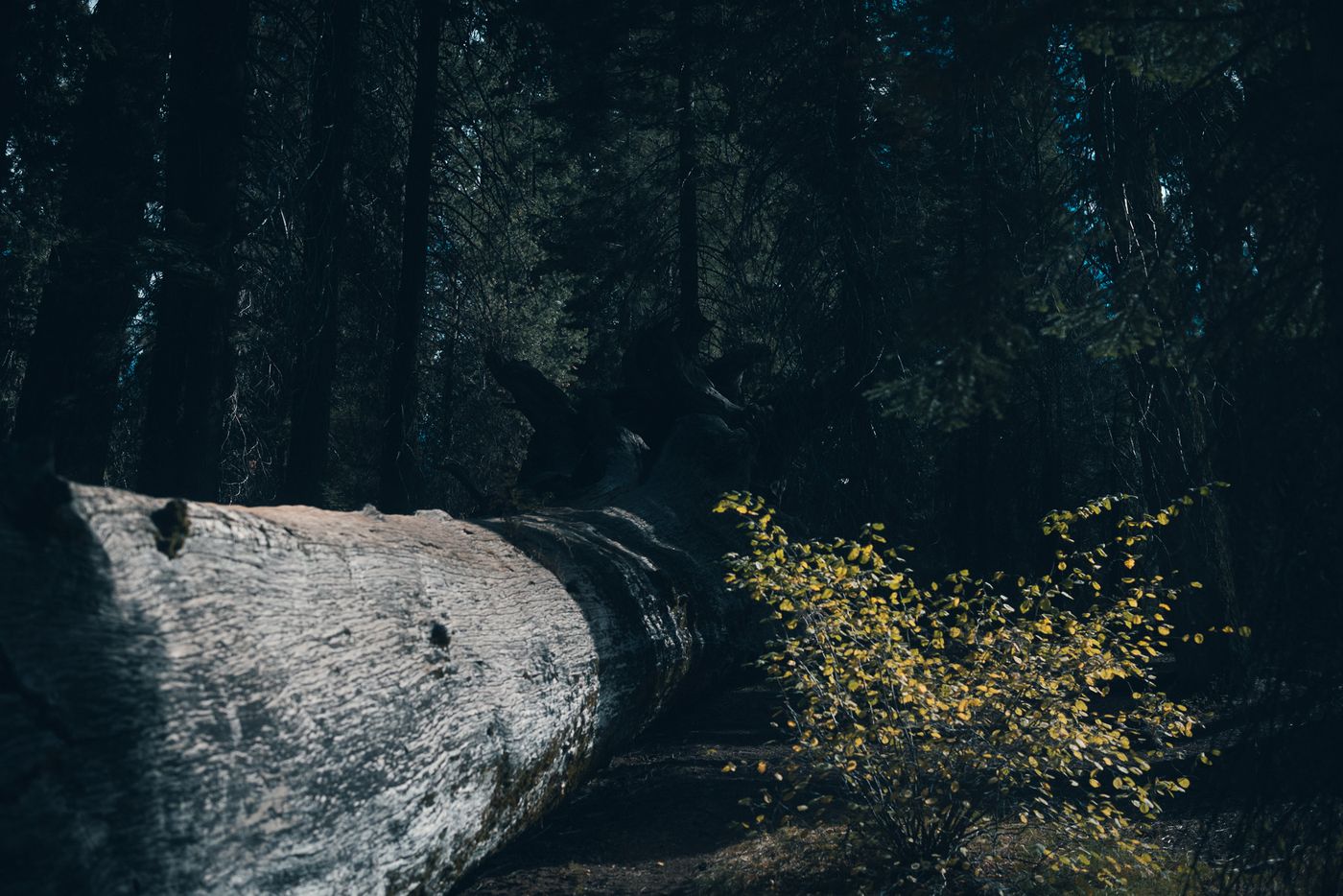 Light on the wood.