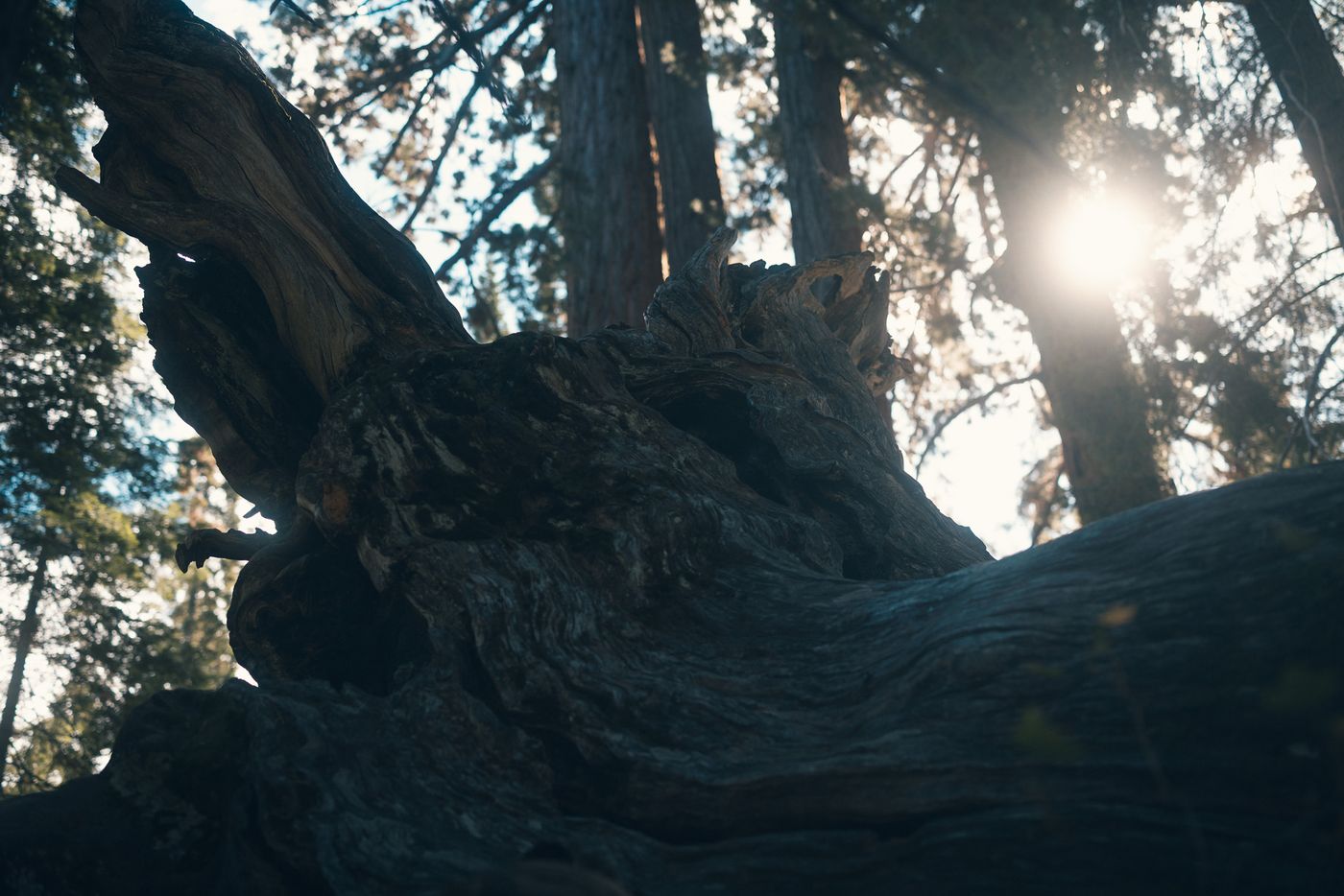 Among the Giants — photo 19