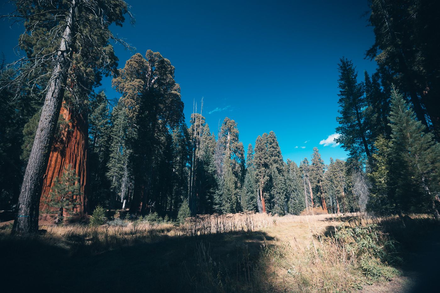 The meadow.