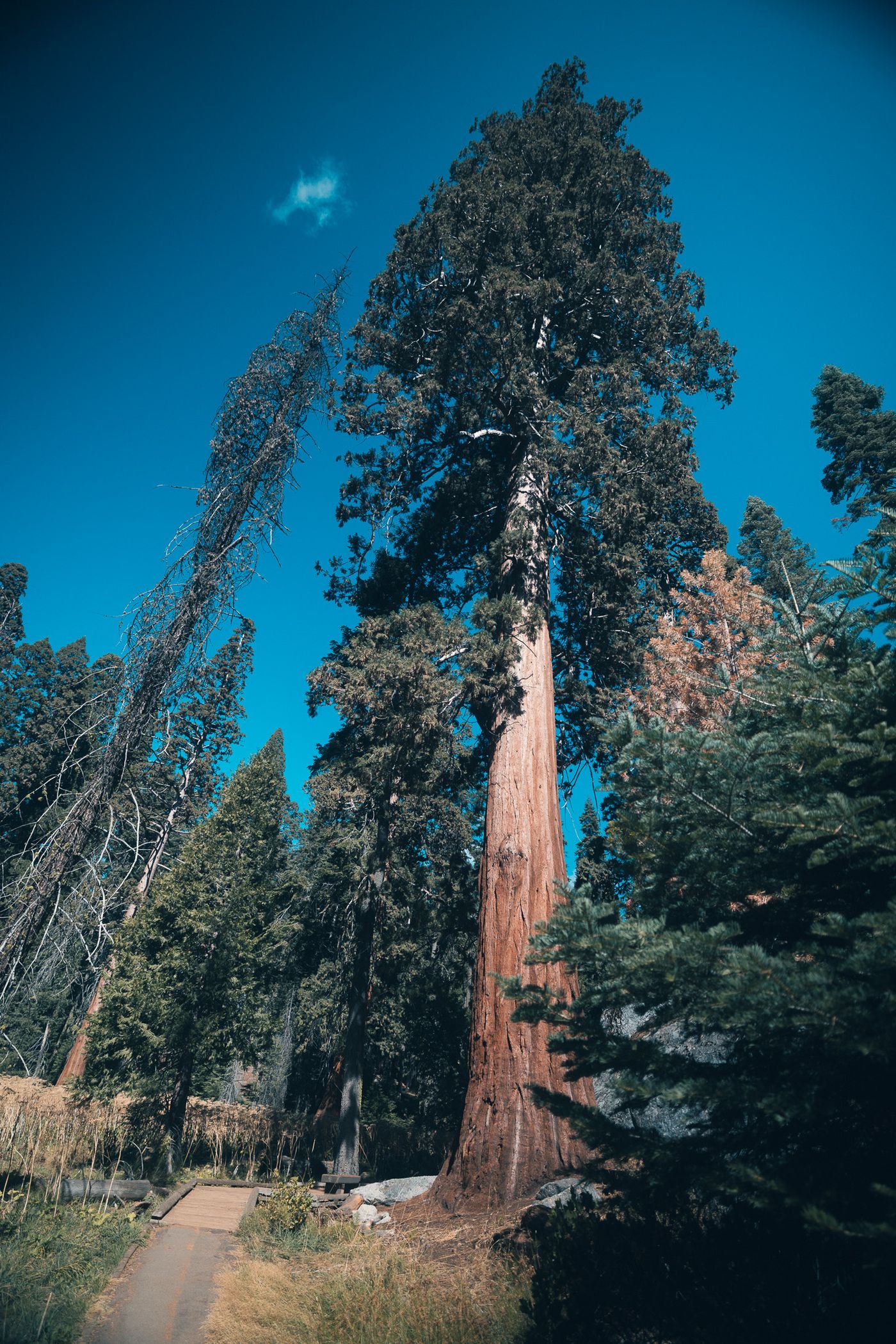Tall and alone.