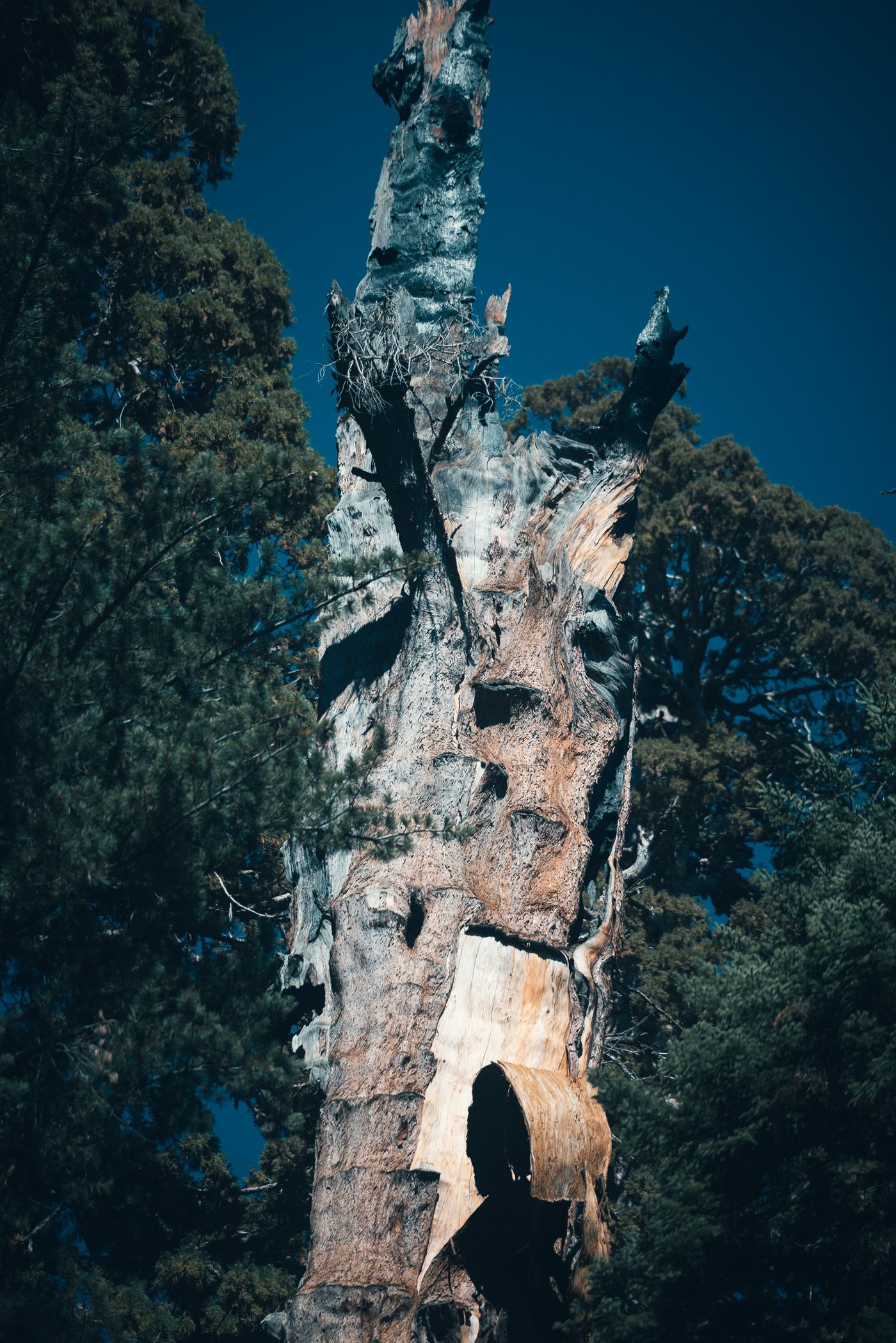 Among the Giants — photo 27