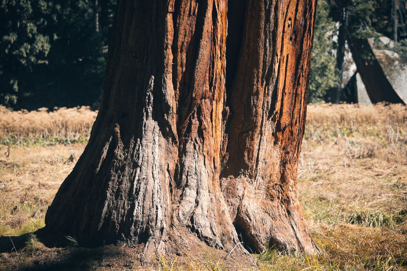 Among the Giants — photo 1