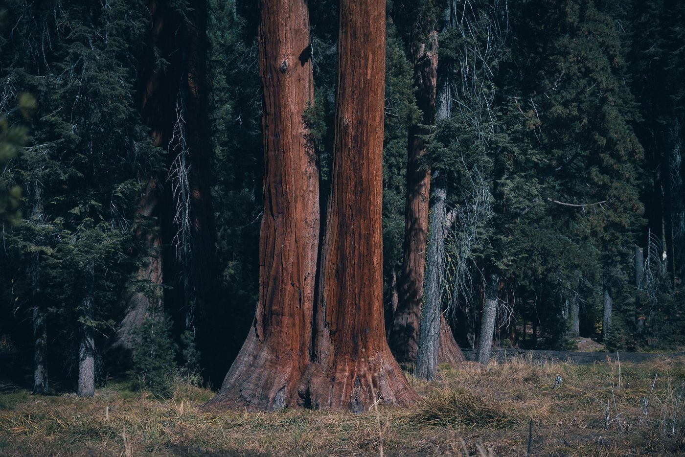 Among the Giants — photo 30