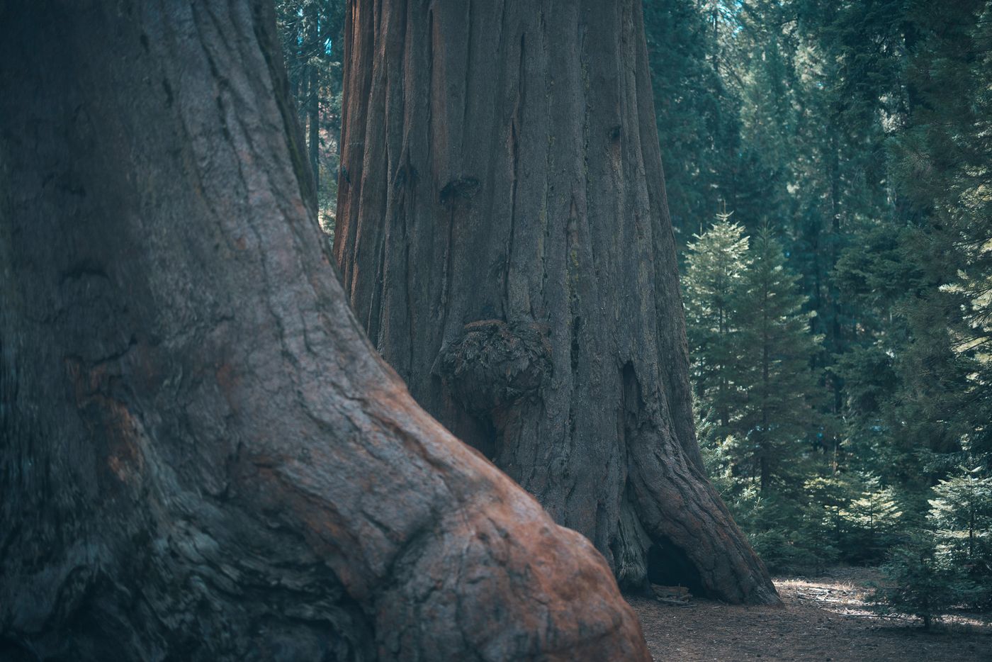 Among the Giants — photo 36