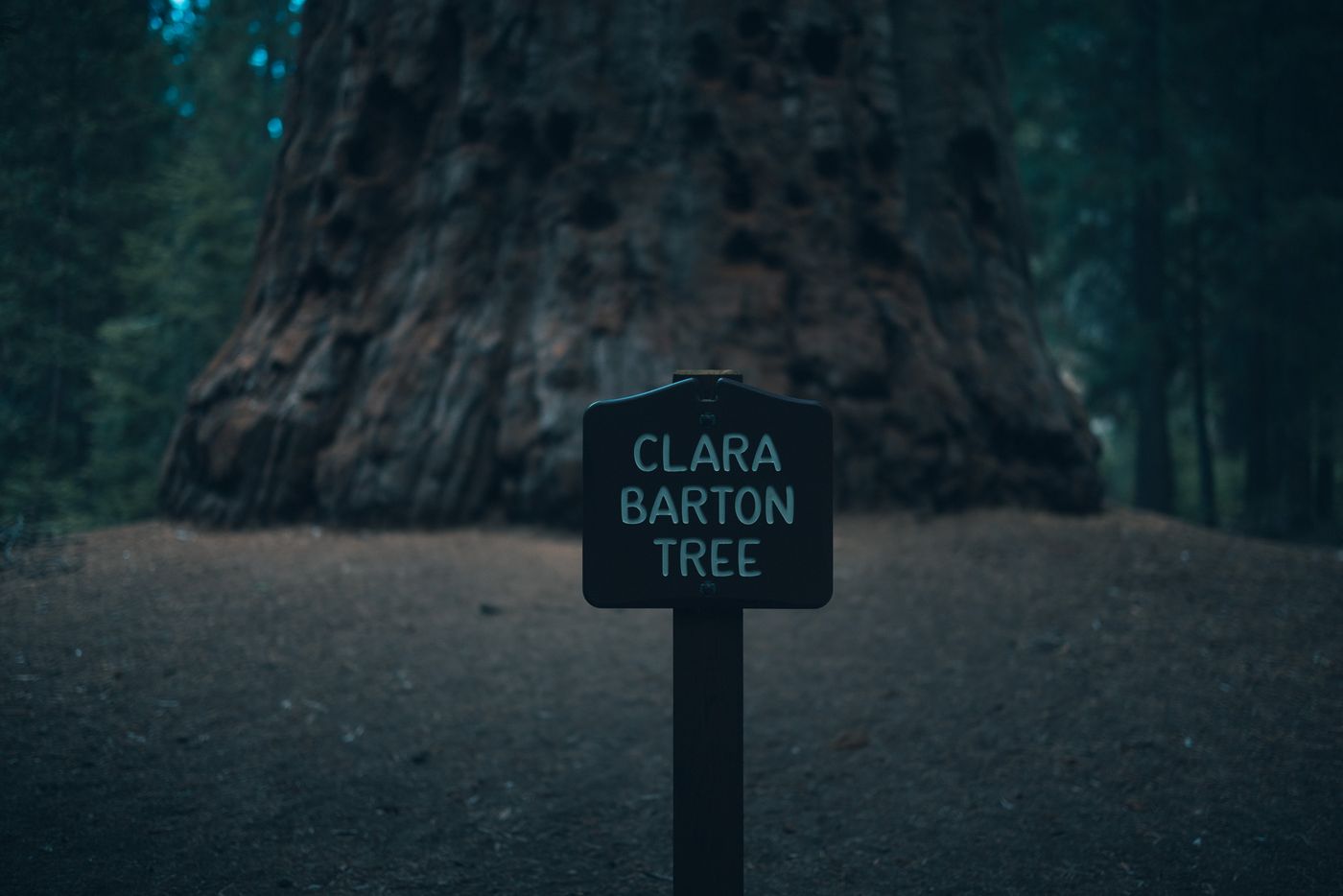 A tree with a name.